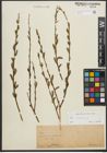 Foto von Salix purpurea L.